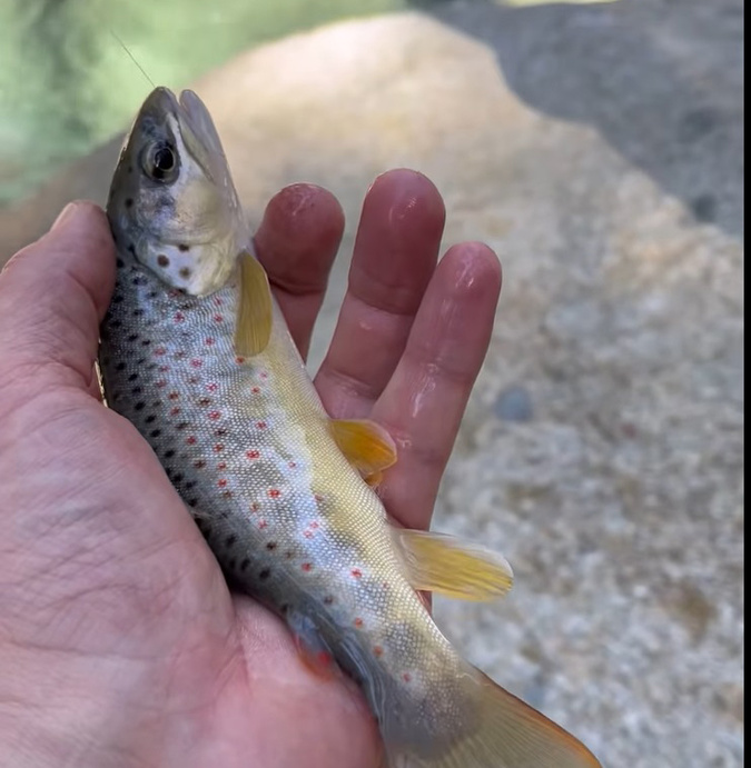 4 000 pêcheurs corses ont réinvesti rivières et plans d'eau pour "taquiner" la truite