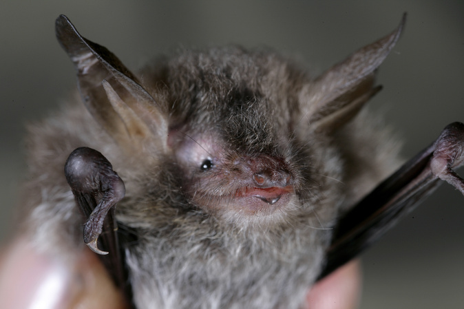 Un spécimen de Myotis nustrale (Photo : Groupe Chiroptère Corse)