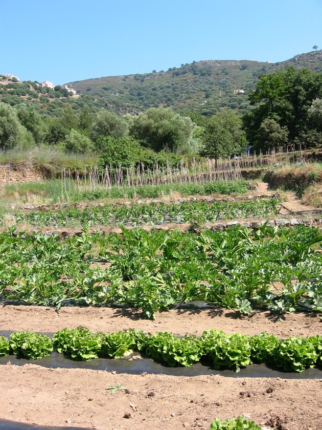 Pigna : Orte di Qui condamne les exactions commises sur l'exploitation de la maraîchère