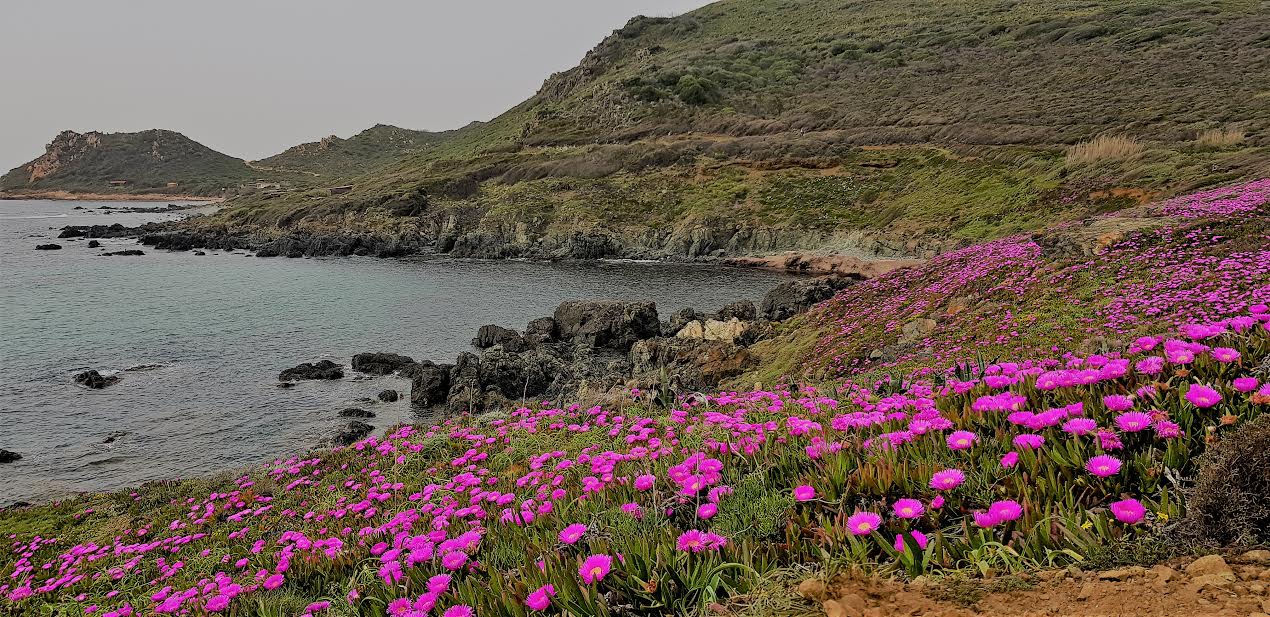 La photo du jour : Le Printemps de La Parata