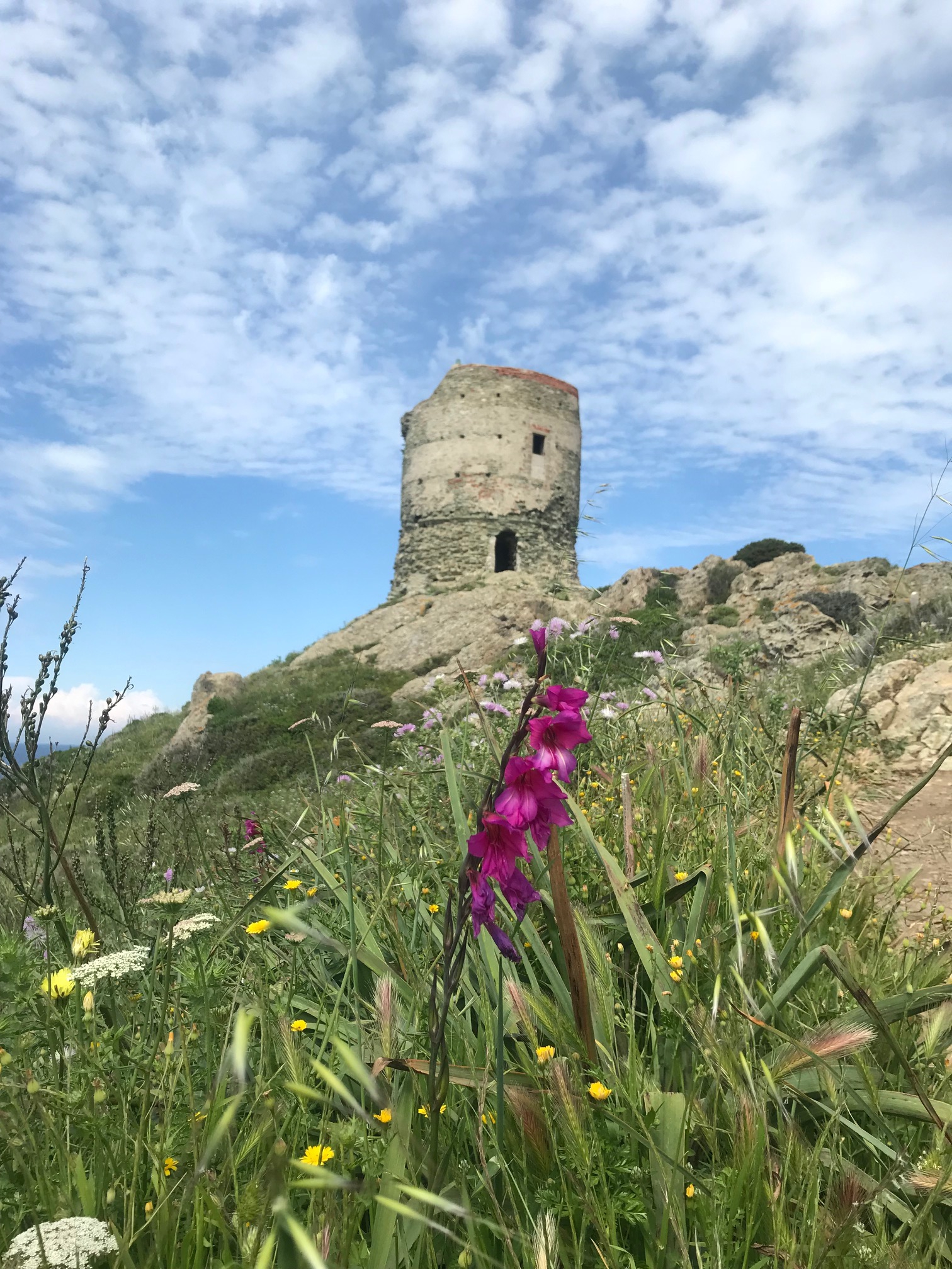 La photo du jour :  La tour d'Agnellu dans un maquis en fleurs