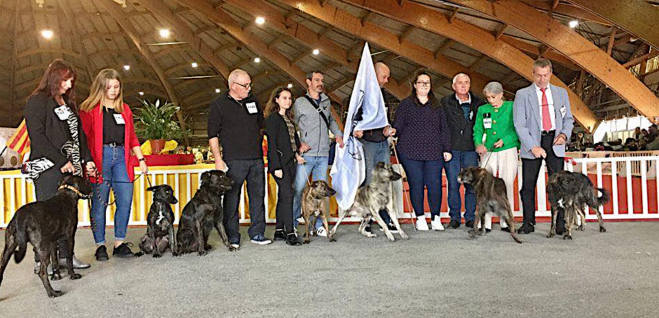 *Le Cursinu a été mis à l'honneur à l'exposition canine d'Avignon