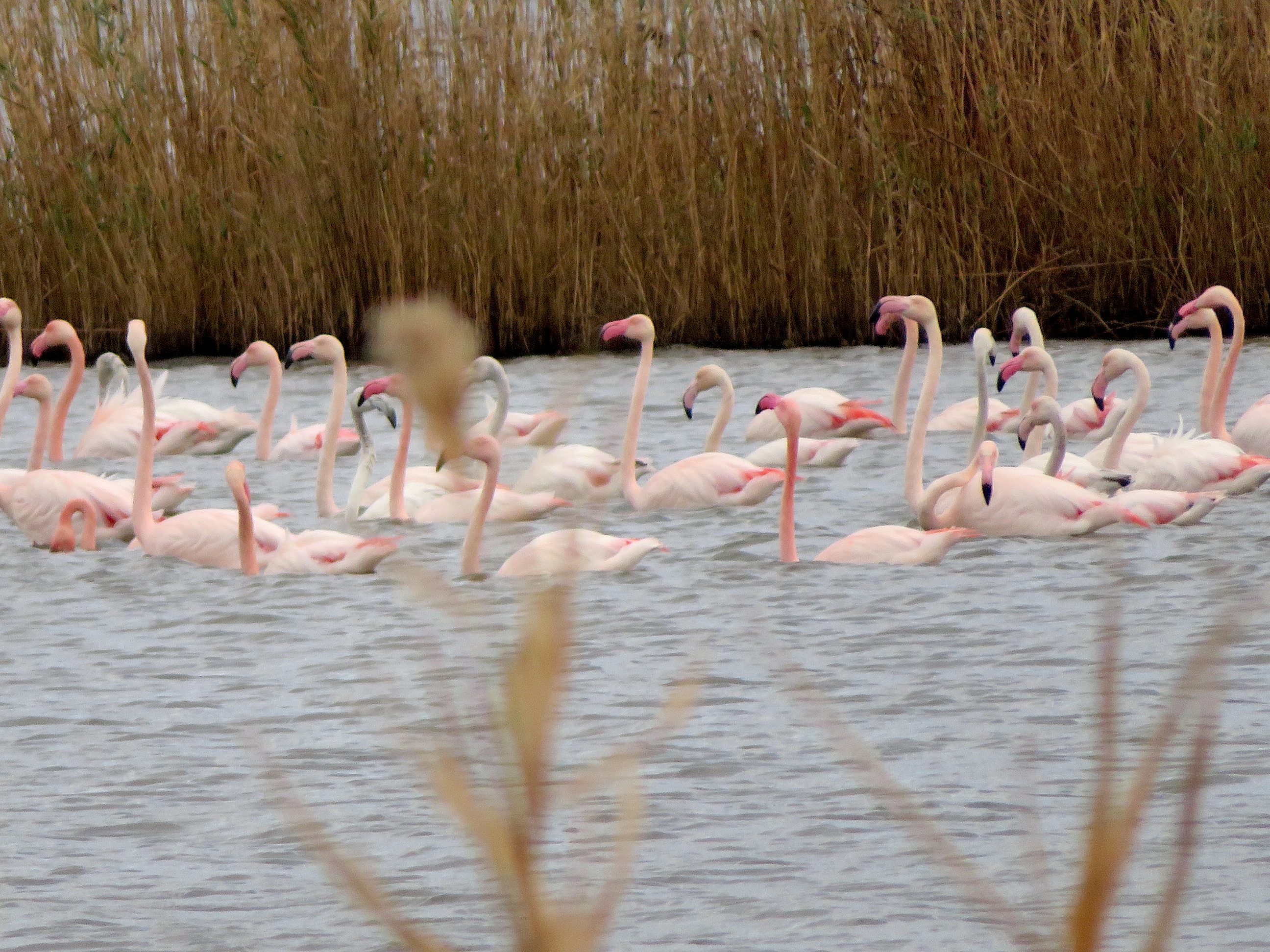 La photo du jour : La grâce des flamants roses de l'étang de Chjurlinu