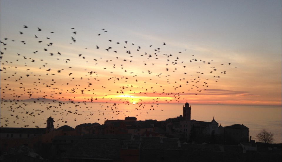 La photo du jour : Vol d’étourneaux au-dessus de Bastia