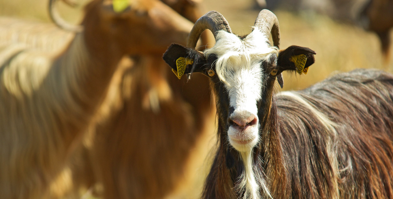 Une chèvre comme Maire…en Corse aussi ?