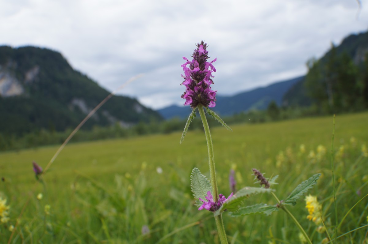 Ucciani : Une bourse aux plantes ce dimanche