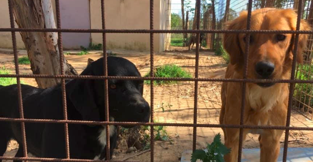 Léo (noir) et Balvi (marron) sont à l’adoption