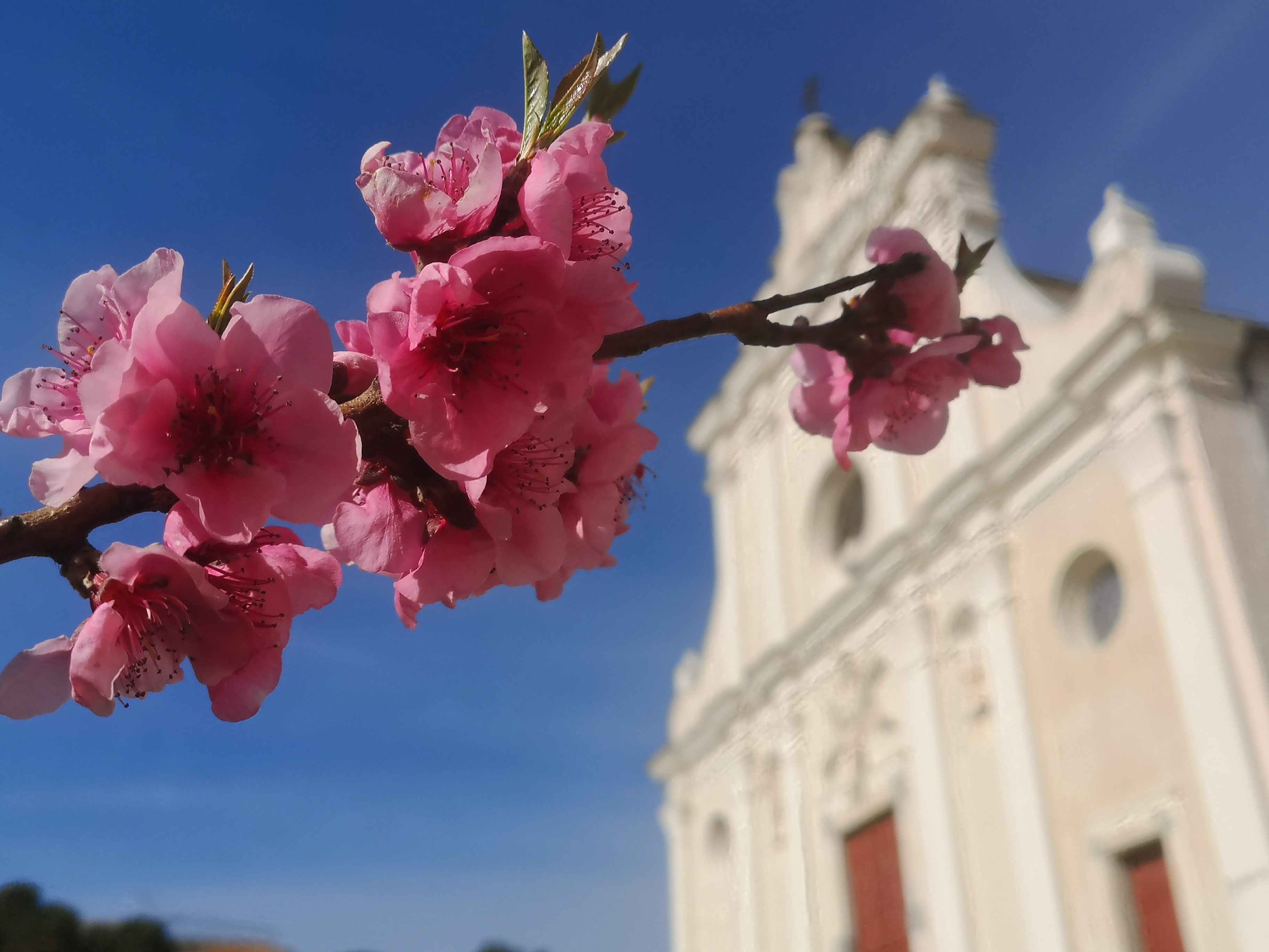 Le printemps arrive à Corbara (Stéphanie Ingram)