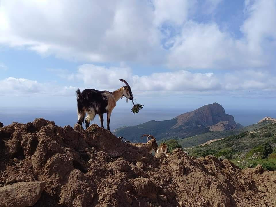 La photo du jour : rencontre magique au Capu Rossu