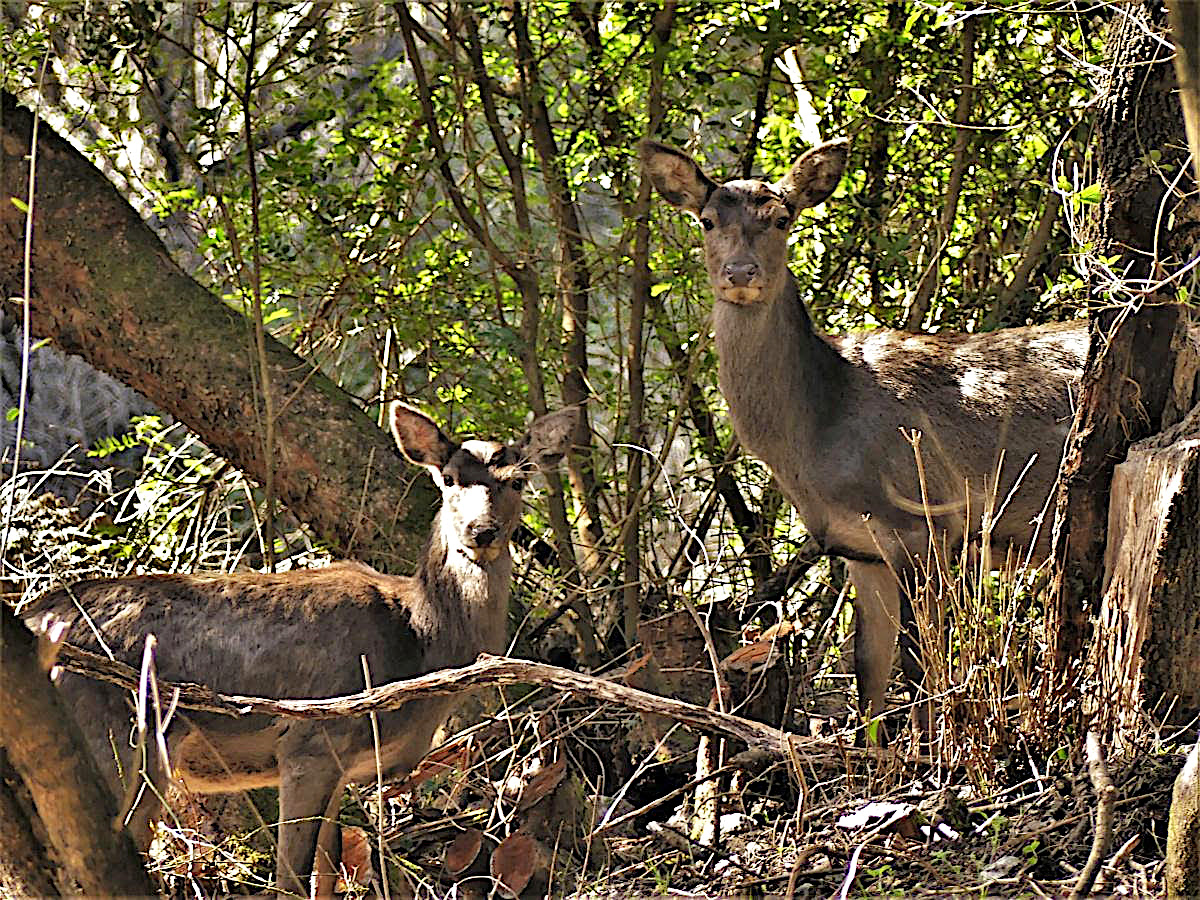 La photo du jour : les biches de Serra-di-Fium'Orbu