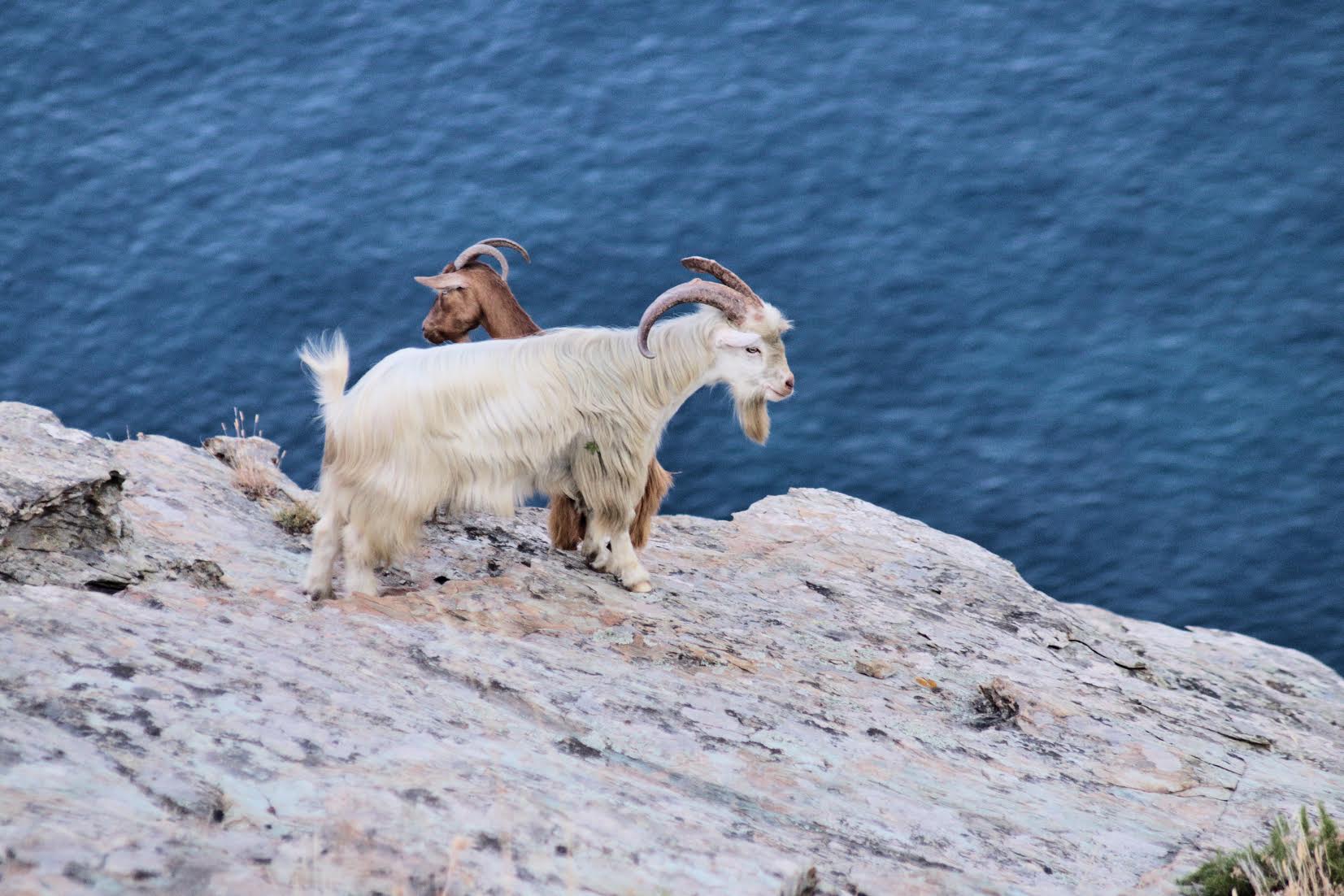 La photo du jour : les chèvres au bord de la Grande bleue