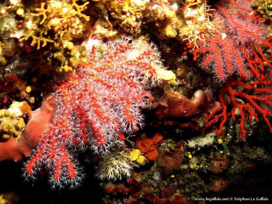 Golfe du Valinco : Corail et langoustes dans l'objectif de Stéphan Le Gallais