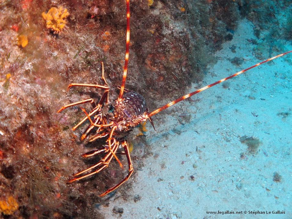 Golfe du Valinco : Corail et langoustes dans l'objectif de Stéphan Le Gallais