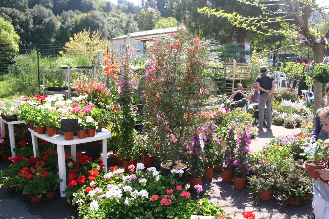 Bourse aux plantes d'Eccica Suarella