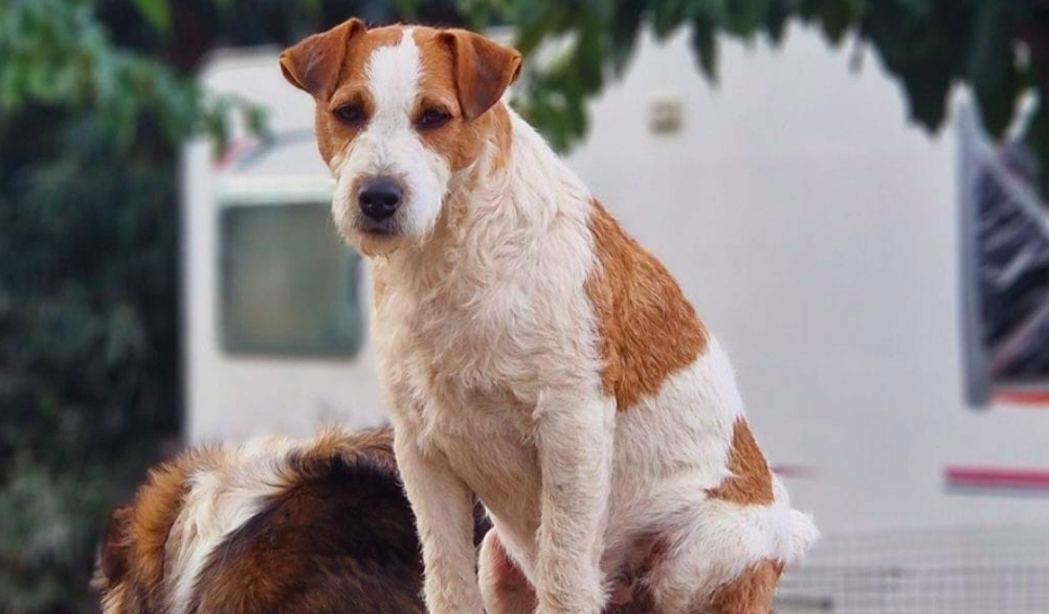 Baleone : Journées portes ouvertes à la Fondation Assistance aux Animaux les 16 et 17 décembre 