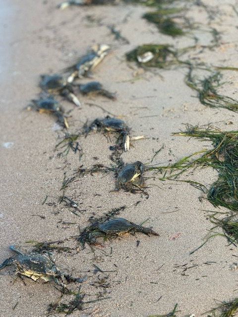 Quelle est l'origine de l'échouage massif de crabes bleus sur une plage de Lecci ?