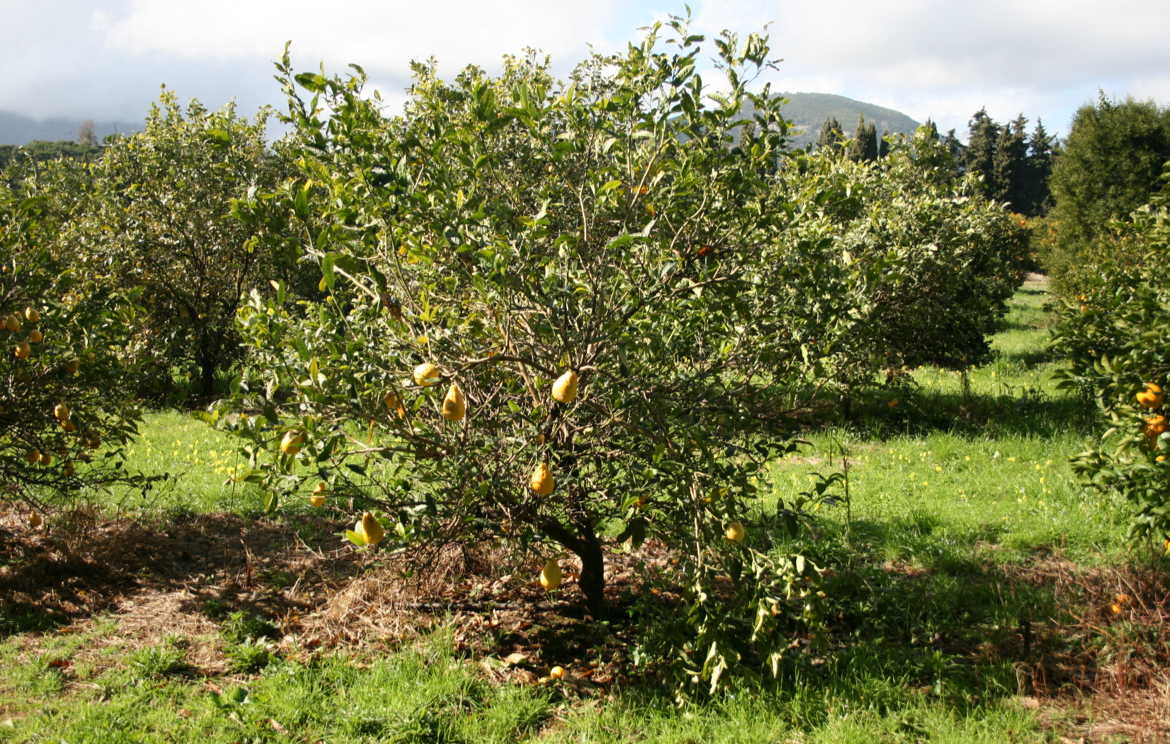 Quel Avenir pour le cédrat, fruit emblématique de Corse ?