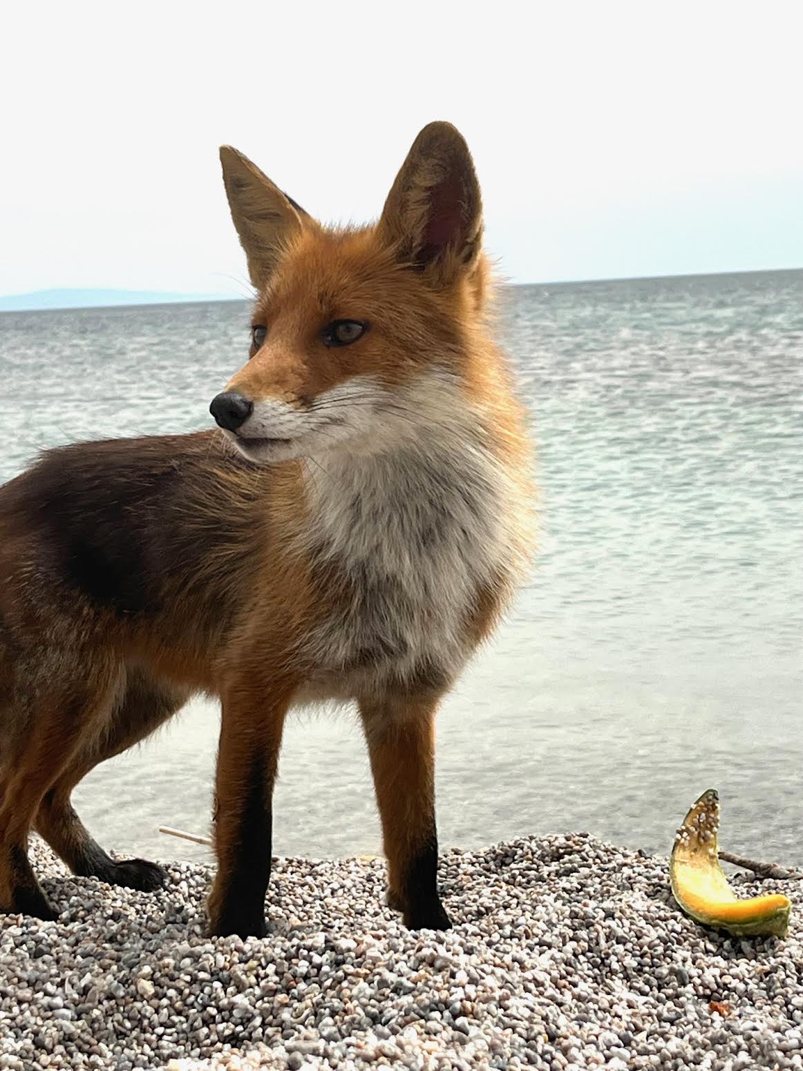 La photo du jour : sur la plage de la Testa à Pianotolli 