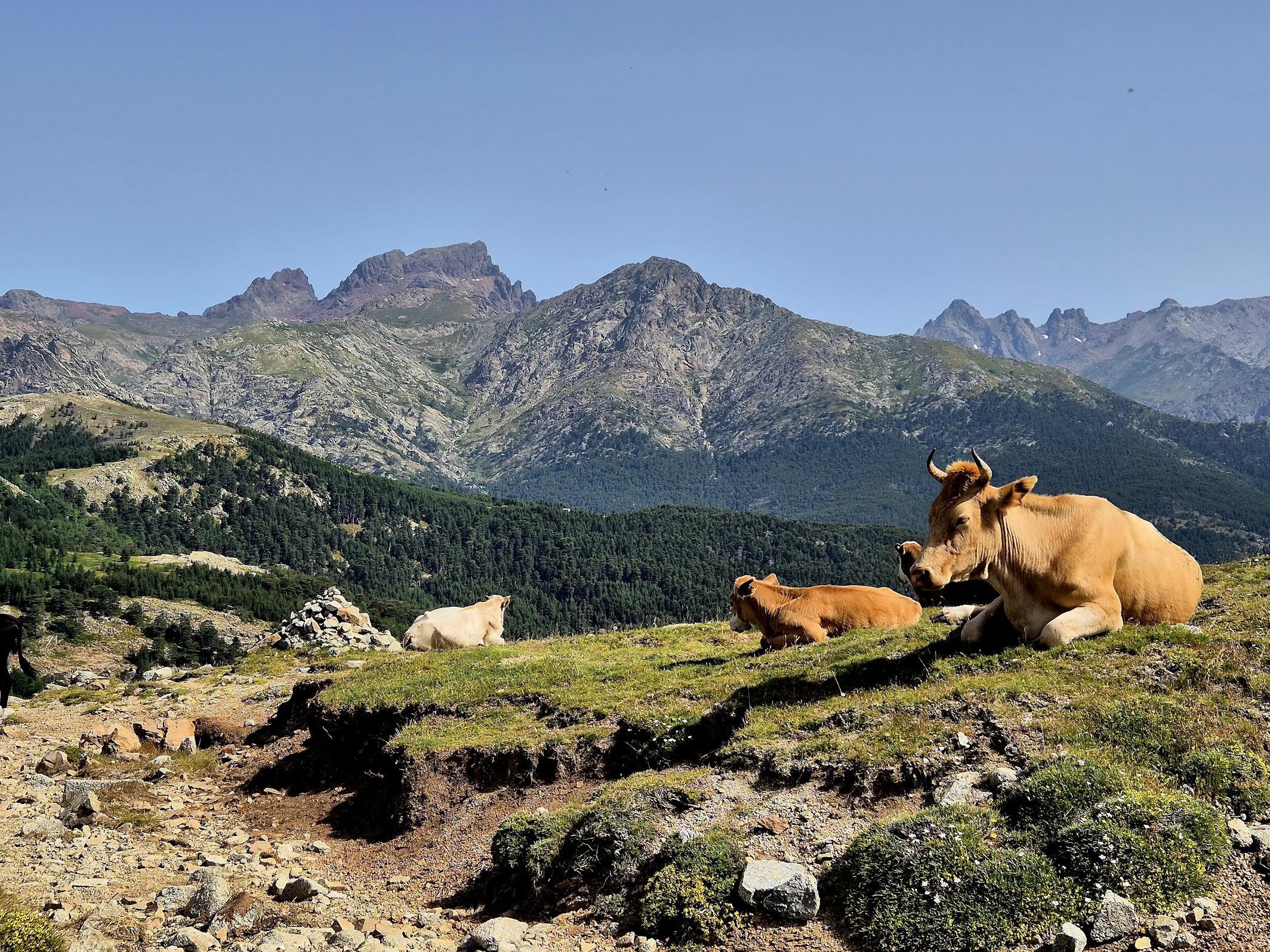 La photo du jour : Les vaches tranquilles di bocc'à San Petru