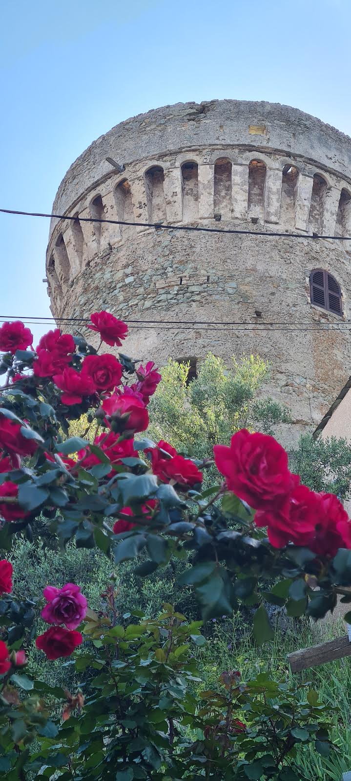 La photo du jour : les roses de la tour de la Parocchia