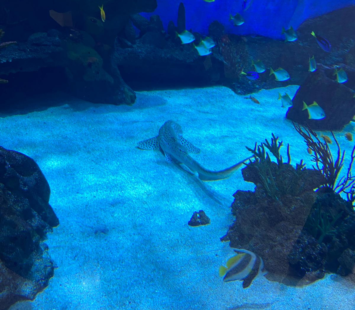 ​A Ajaccio, la présence de requins dans l’aquarium du centre Leclerc crée la polémique