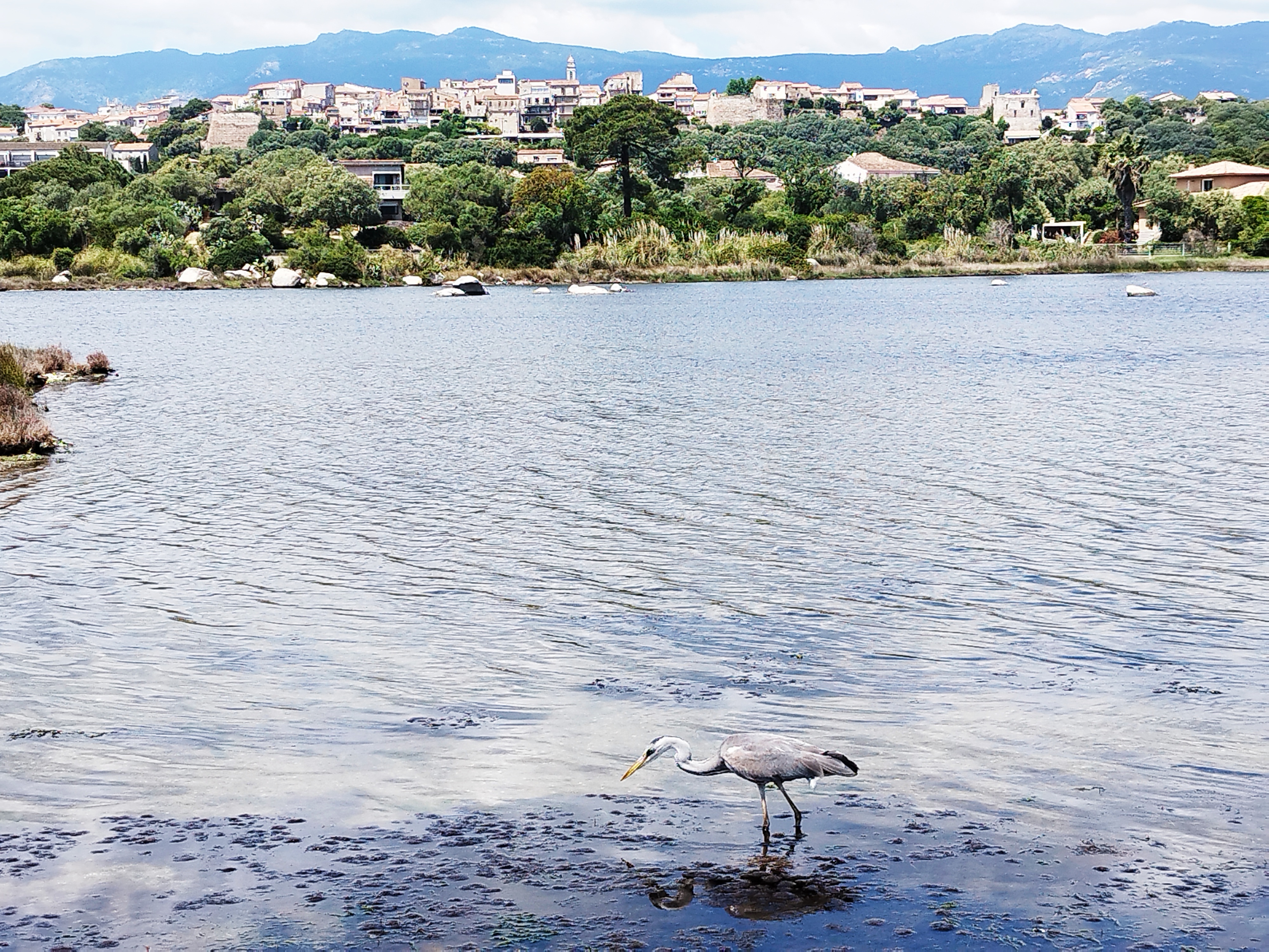 Ces dernières années, des populations d'oiseaux ont élu domicile dans les marais salants porto-vecchiais.