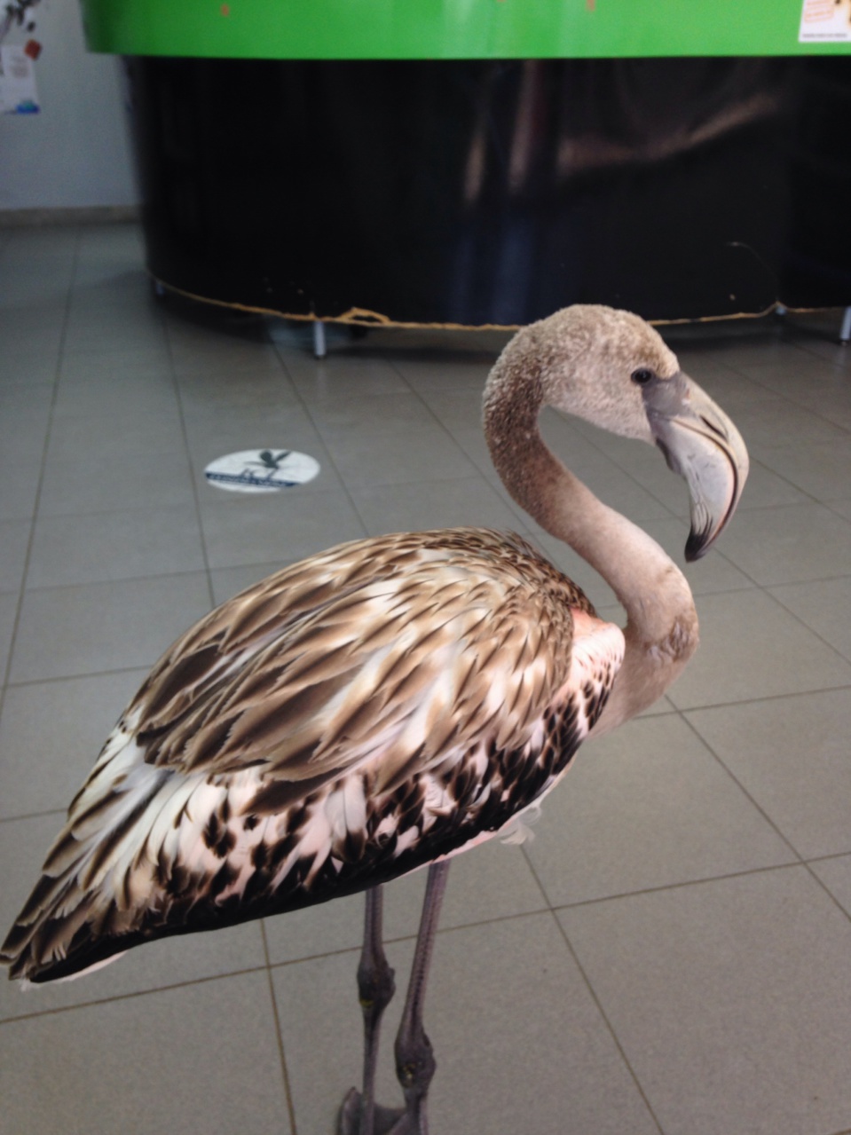 Ajaccio : Qui veut transporter le flamant rose aux Saintes Maries de la mer ?