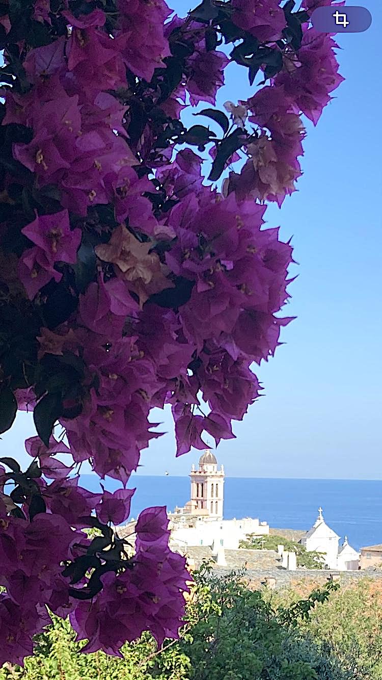 Le bougainvillier géant et Santa Maria