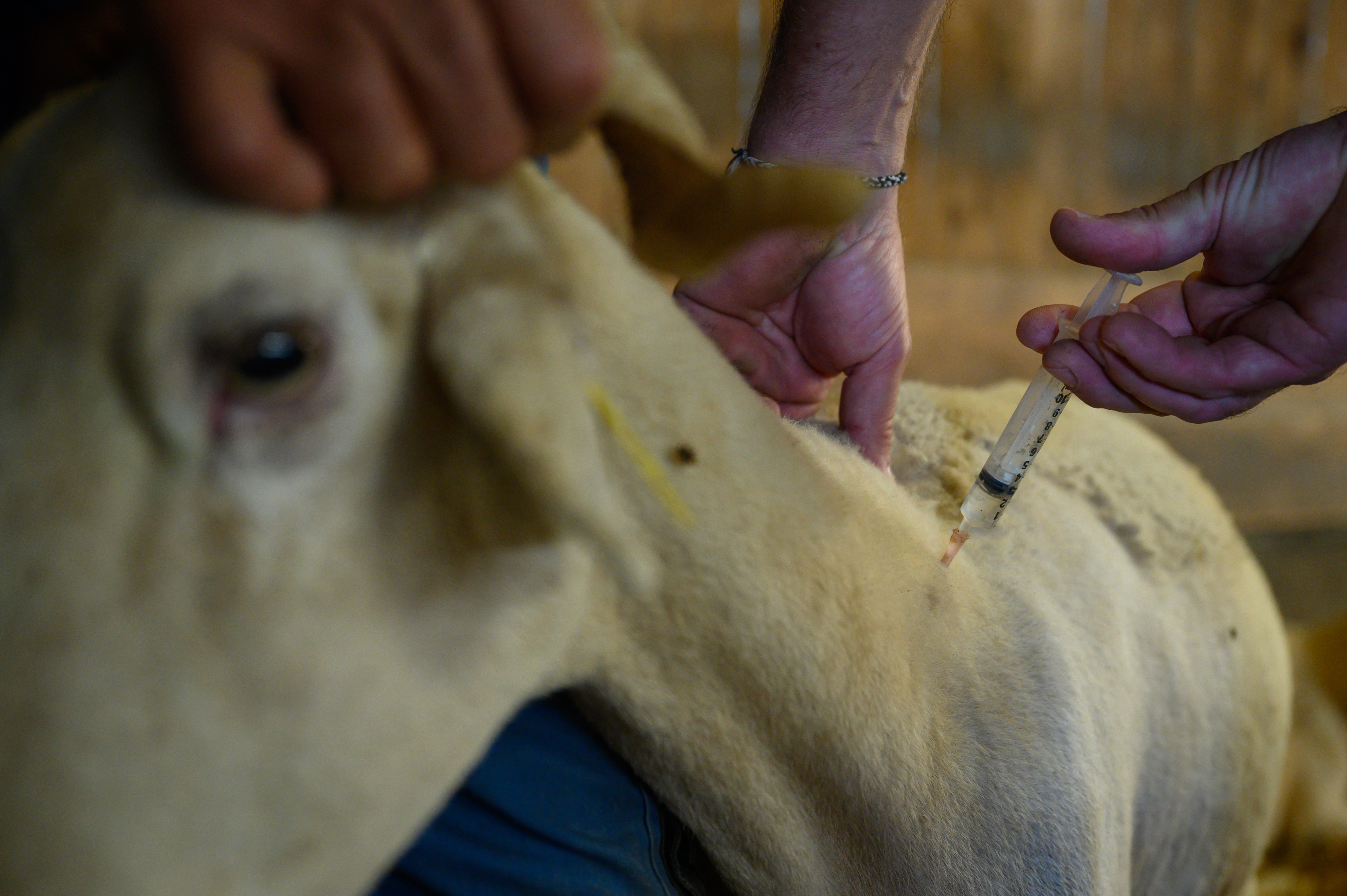 Fièvre catarrhale ovine en Corse: "Vaccinez, vaccinez, vaccinez!"