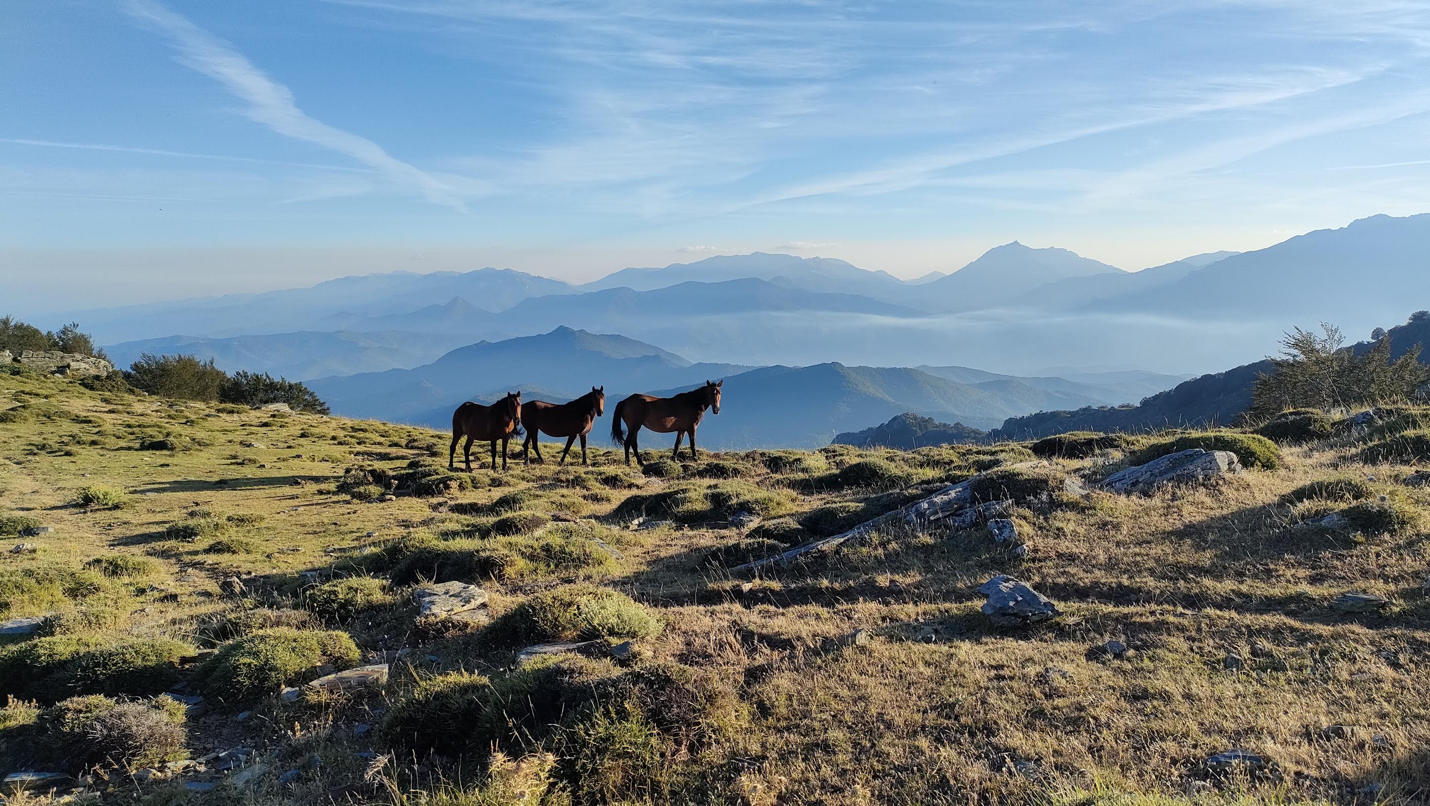 La photo du jour : les chevaux de Punta di Caldane