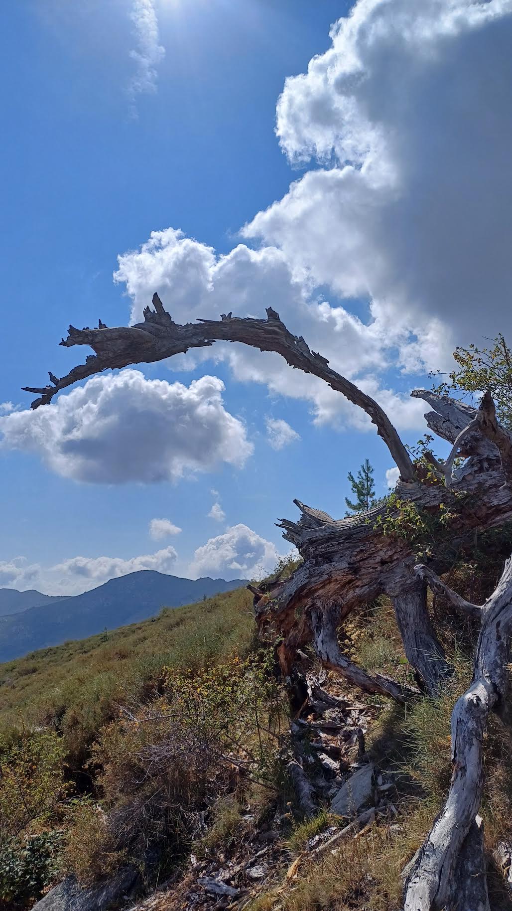 Sur les pentes du monte Padru (René Jiolat)