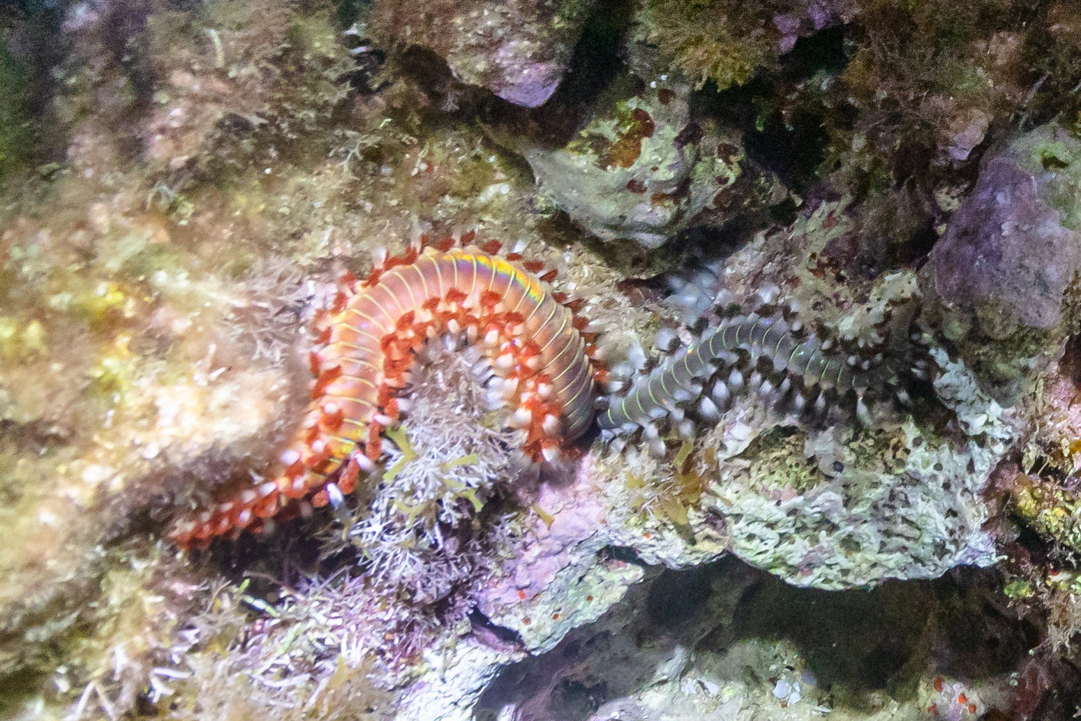 (Hermodice carunculata), St. Elmo Bay, Valletta, Malta