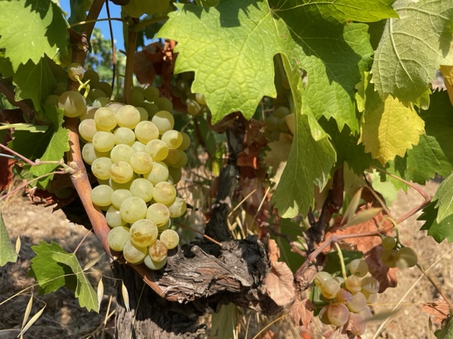 La saison des vendanges bat son plein actuellement dans la région ajaccienne.