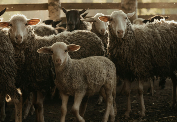 Fièvre catarrhale en Corse : la survie de la filière ovine en danger, les éleveurs lancent un cri d’alarme