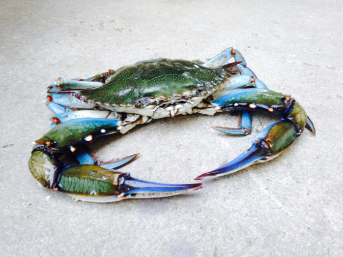 Le crabe bleu. Photo archives