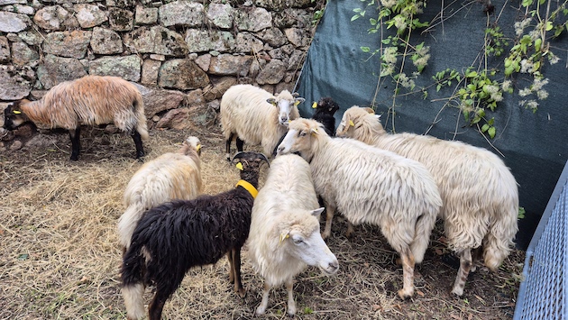  Pietrosella a célébré sa Fête de la Transhumance en mémoire des traditions pastorales corses