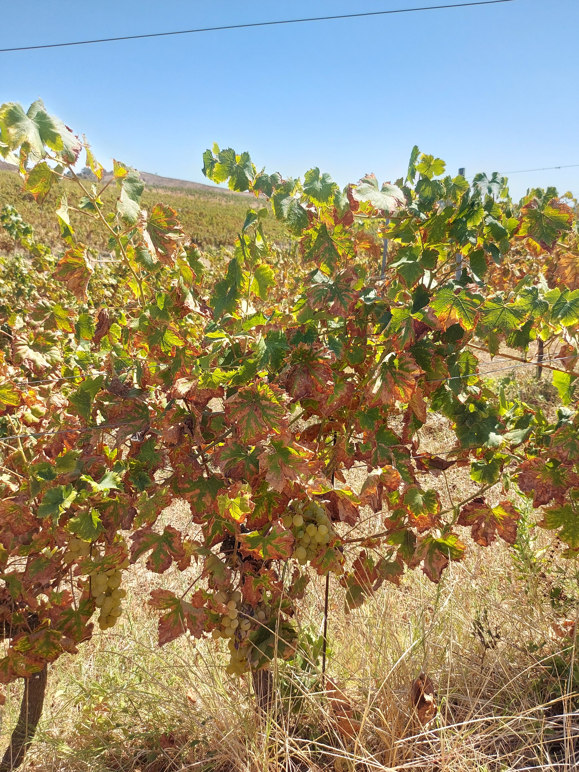 Les vignerons corses inquiets face à la prolifération de cicadelles africaines