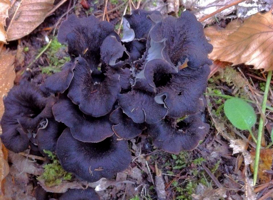 Les trompettes de la mort sont recherchées par les mycologues.