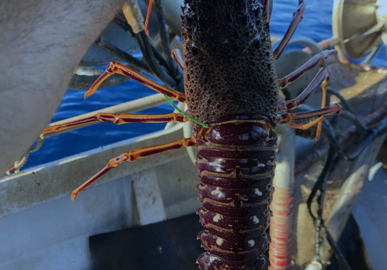 En Corse, une collaboration entre pêcheurs et scientifiques pour protège les langoustes rouges