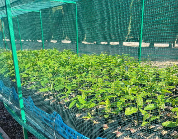 De jeunes plants de châtaigniers (Photo: Facebook Pépinière Forestière Régionale de Castellucciu)