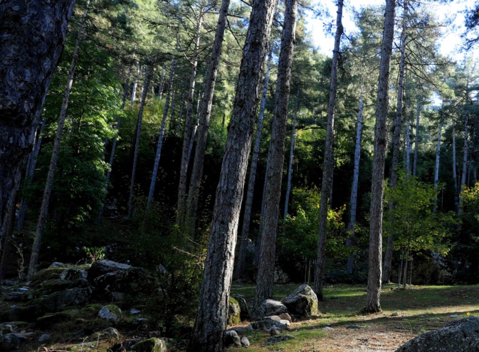 Une large part des forêts de montagne de l'Hexagone et de Corse menacées par le changement climatique