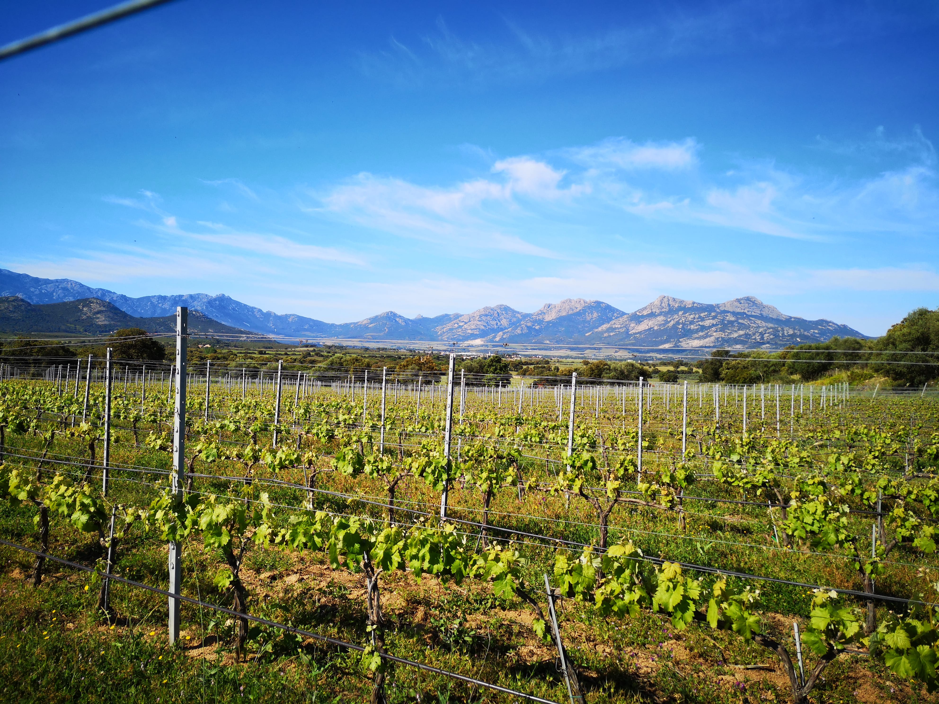 Élections à la chambre d’agriculture de Corse : que faire sans matériel de vote ?