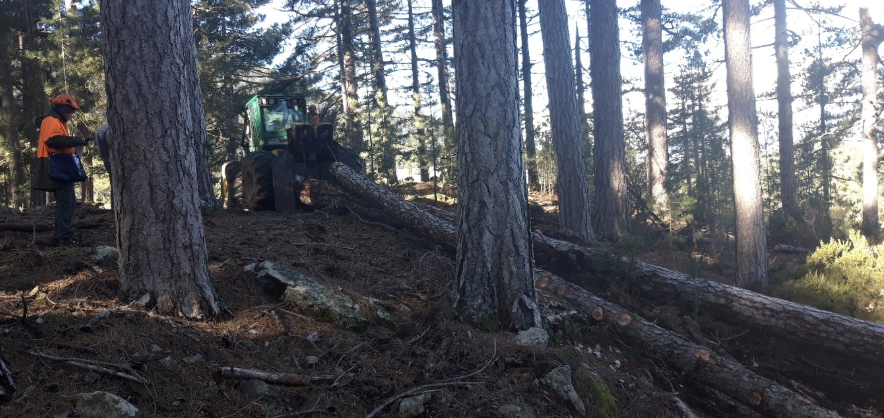 En Alta Rocca, la coopérative forestière SILVACOOP impulse une nouvelle dynamique pour la filière bois