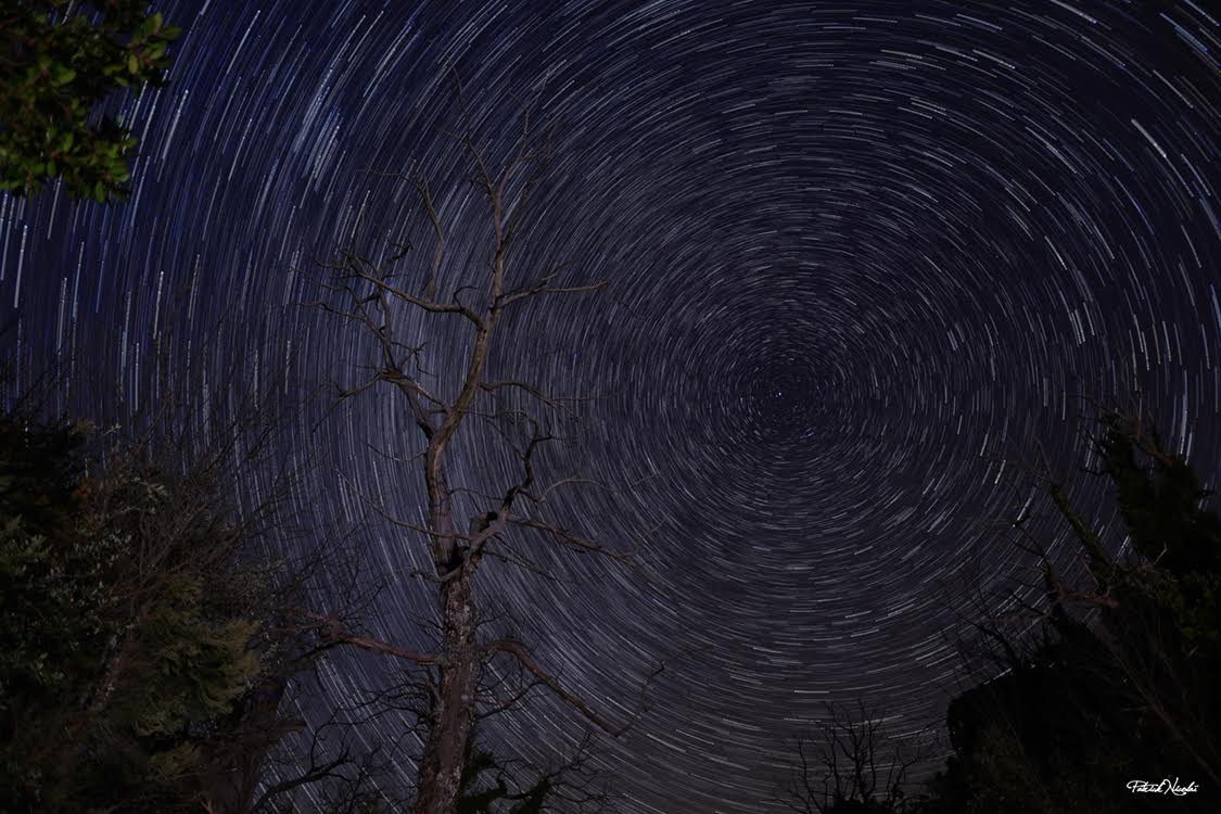 La photo du jour : un châtaignier dans la nuit de l'Alta Rocca