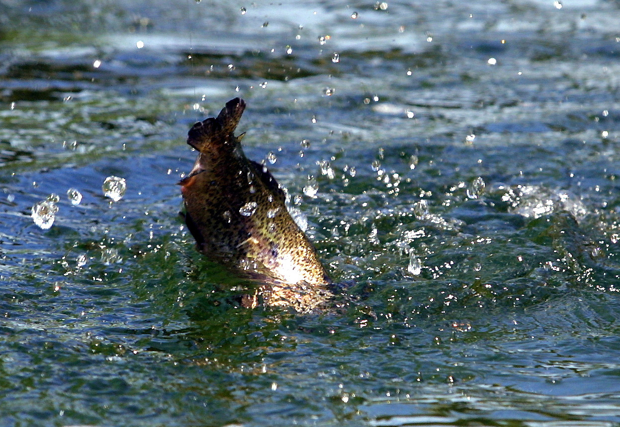 4 000 pêcheurs corses ont réinvesti rivières et plans d'eau pour "taquiner" la truite