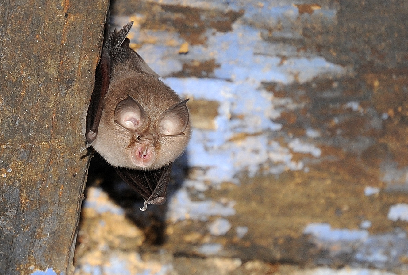 Les rhinolophes font partie des espèces qui s'adaptent particulièrement bien à la vie avec l'Homme (Photo : GCC)