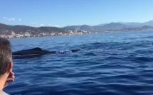 Ajaccio : Quand le cachalot a rendez-vous avec Isula Plongée