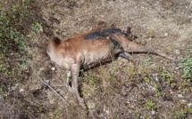 Une biche abattue en Centre-Corse