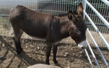 Biguglia : Une belle « Journée du cheval et de l’âne »