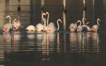 Biguglia : Les flamants roses de retour à l'étang de Chiurlinu